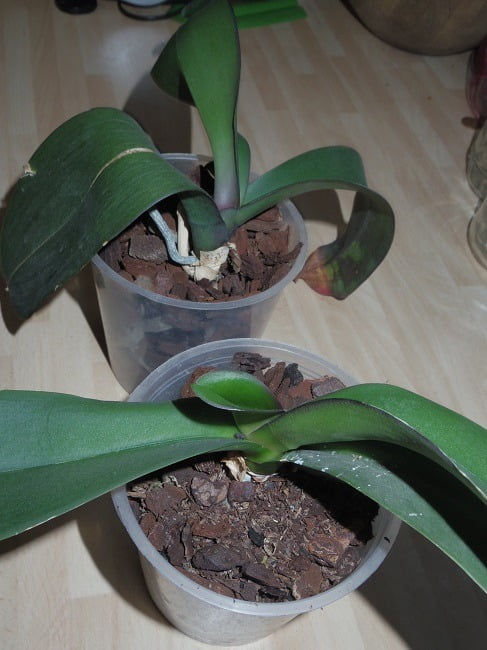 Winter Garden tasks: Orchid care