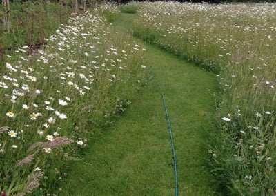 Path through the meadow