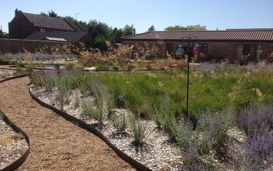 Kings Lynn Large grasses garden