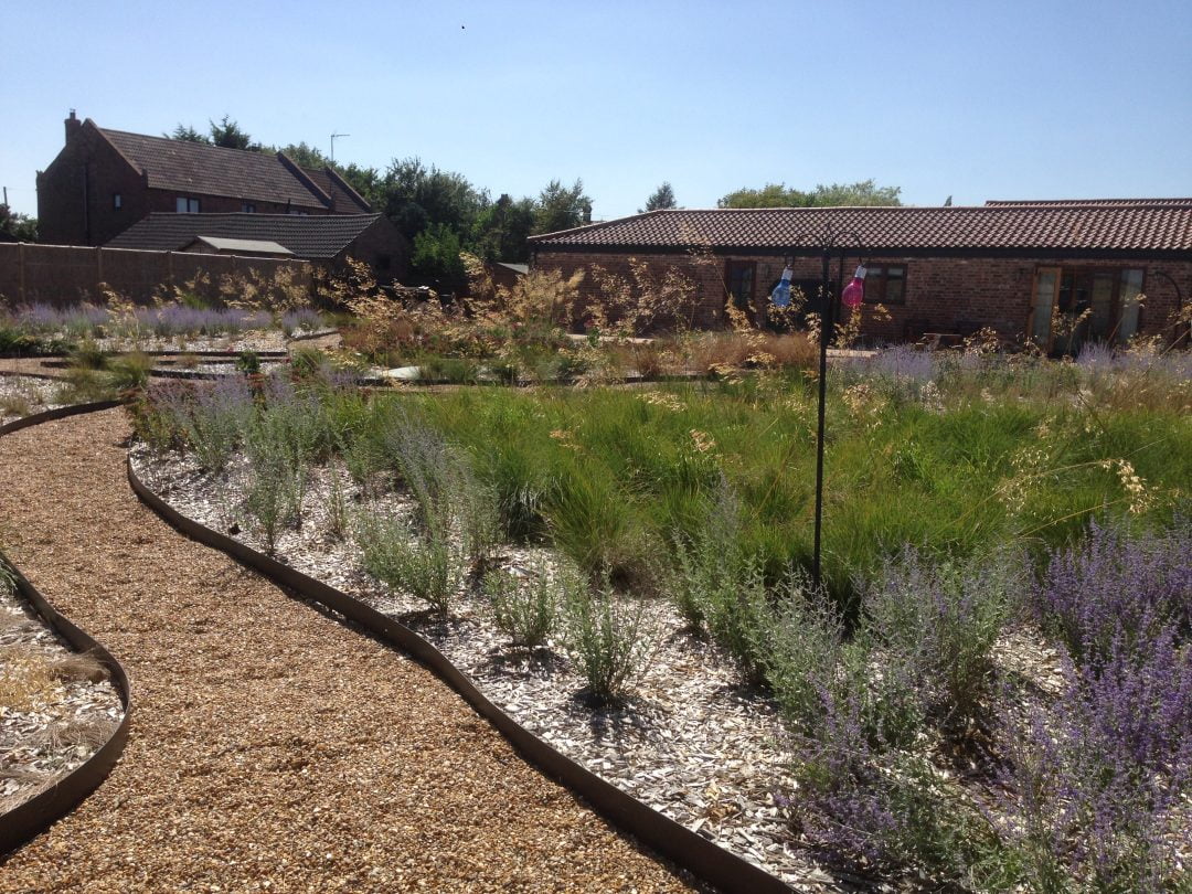 Perennial grasses garden Norfolk