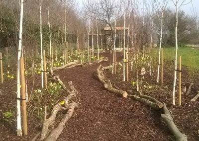 Woodland path