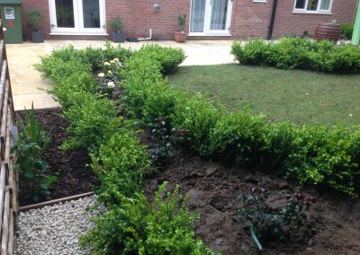 Buxus hedging