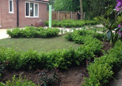Box hedging and roses